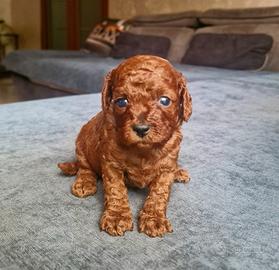 Barboncino mini toy / Teacup red brown