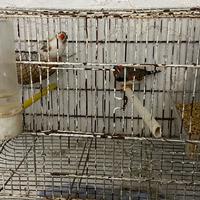 Vend bengalini a coppie singoli con gabbiette 2026