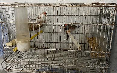 Vend bengalini a coppie singoli con gabbiette 2026