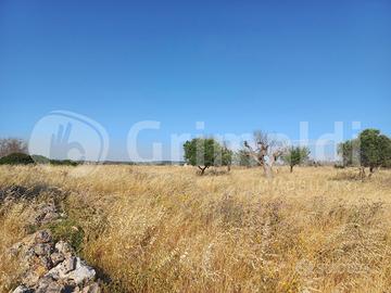 Terreno Agricolo Ugento [13c.damandorleVCG] (Ugent