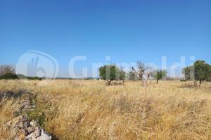 Terreno Agricolo Ugento [13c.damandorleVCG] (Ugent