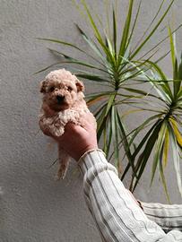 Cuccioli di barboncino toy