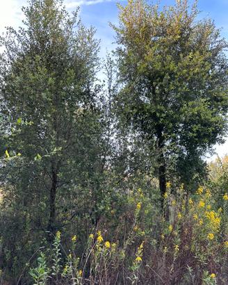 Piante di sughere di 15 anni - querce da sughero