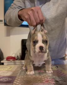 American bully