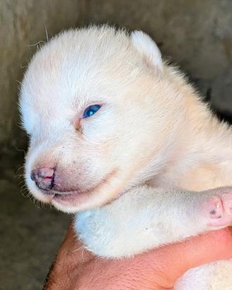 Cuccioli di Siberian Husky