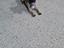Immagine 4
