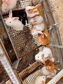 Conigli gigante pezzato