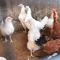 Gallo