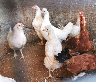 Gallo