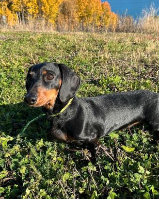 Bassotto femmina adulta