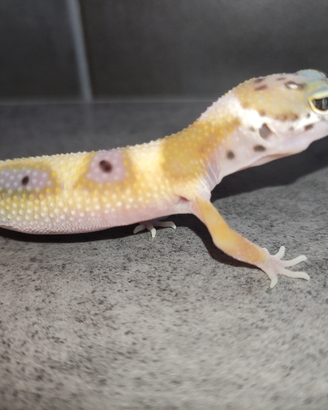 Geco leopardino