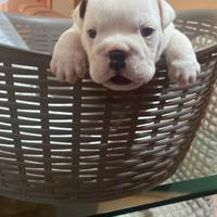 Cuccioli di Bulldog Inglese