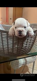 Cuccioli di Bulldog Inglese