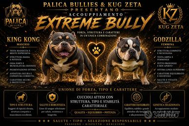 American bully