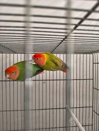 Inseparabili