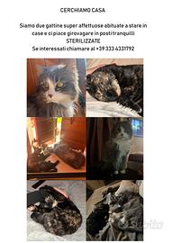 2 gattine meravigliose