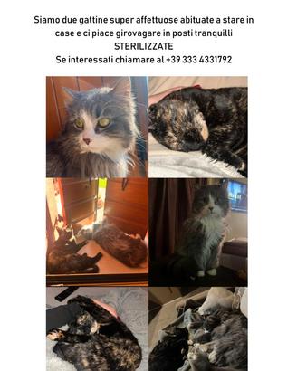 2 gattine meravigliose