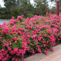Arredo per giardini
