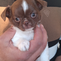 Cuccioli puri di chihuahua maschio e femmina