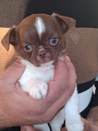 Cuccioli puri di chihuahua maschio e femmina