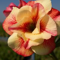 Semi di Adenium Obesum Rosa del Deserto 10 Semi