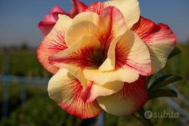 Semi di Adenium Obesum Rosa del Deserto 10 Semi