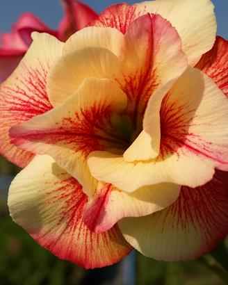 Semi di Adenium Obesum Rosa del Deserto 10 Semi