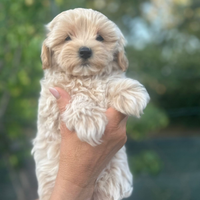 Maltipoo F1