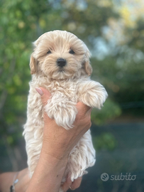 Maltipoo F1