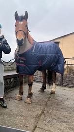 Cavalla domata 8 anni