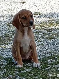 Segugi Dell Appennino