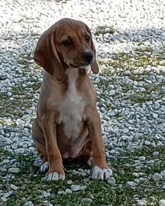 Segugi Dell Appennino