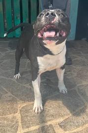 Staf bull terrier