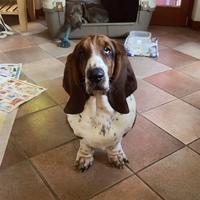Bassethound maschio per accoppiamento