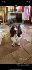 Bassethound maschio per accoppiamento