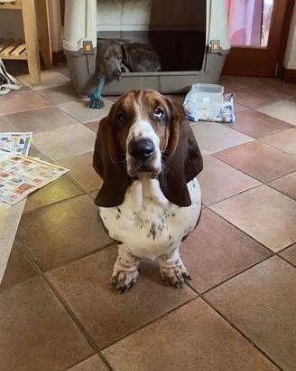 Bassethound maschio disponibile per cucciolate