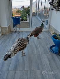 Pavoni maschi, uno blu e uno crema