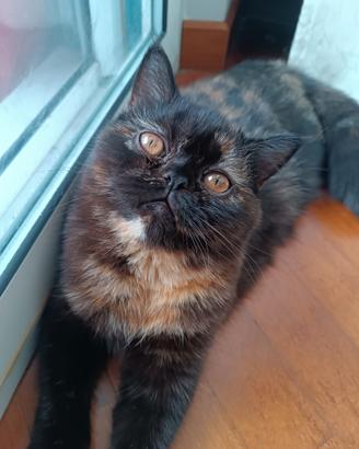 Gatti Persiani exotic shorthair