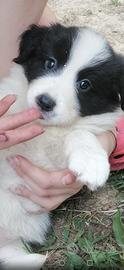 Cuccioli di border collie