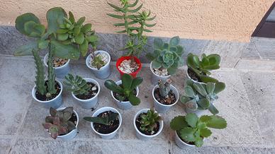 blocco 28 piantine grasse tutti diversi 