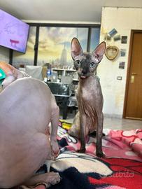 Gatta Sphynx disponibile per accoppiamento