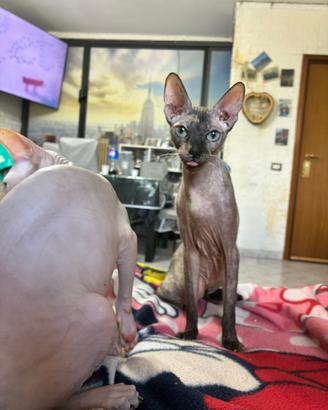 Gatta Sphynx disponibile per accoppiamento