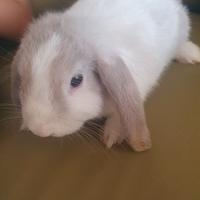 Animali coniglio nano razza ariete