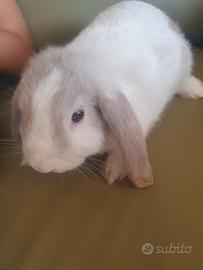 Animali coniglio nano razza ariete