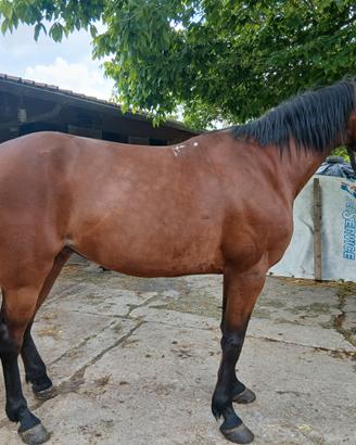 Trottatore attacco carrozza