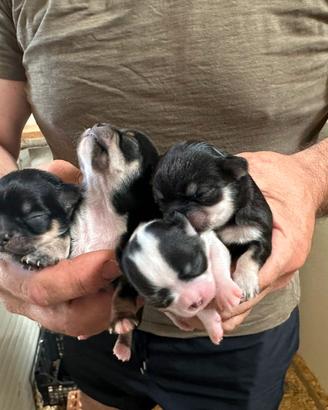 Cuccioli di chihuahua