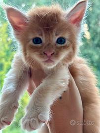 Maine Coon