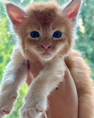Maine Coon