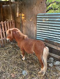 Mini pony
