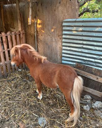 Mini pony